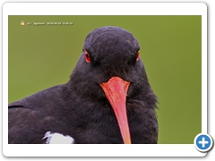 OysterCatcher007