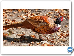 Pheasant001