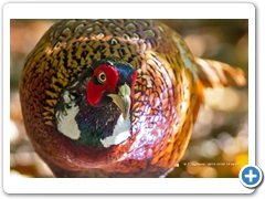 Pheasant002