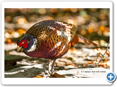 Pheasant003