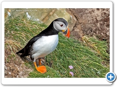 Puffin001
