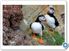 Puffin002