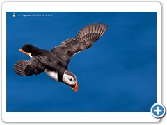 Puffin003
