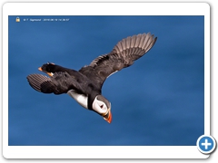 Puffin004