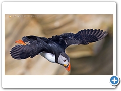 Puffin005