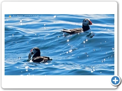 Puffin006