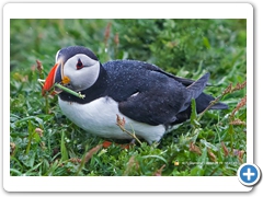 Puffin007