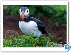 Puffin008