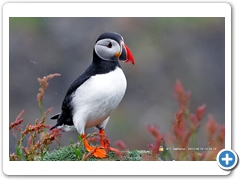 Puffin009