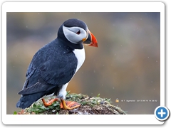 Puffin010