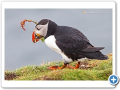Puffin011