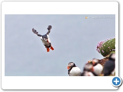 Puffin012