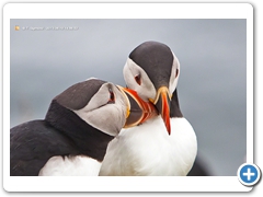 Puffin013