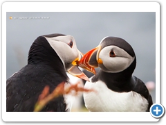 Puffin014