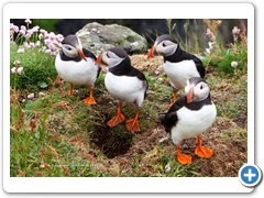 Puffin015