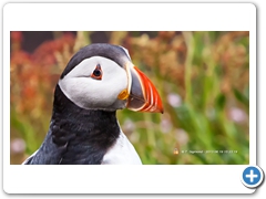 Puffin017