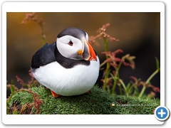 Puffin018