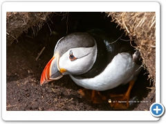 Puffin019