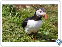 Puffin020