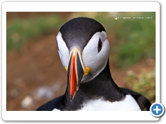 Puffin021