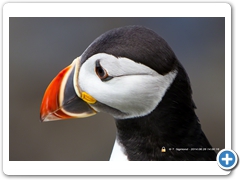 Puffin022