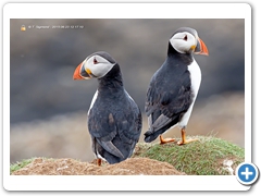 Puffin023