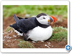 Puffin025