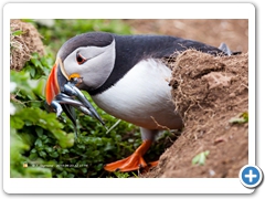 Puffin026