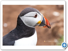 Puffin027