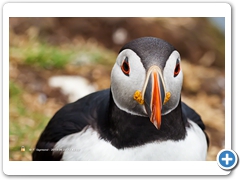 Puffin028