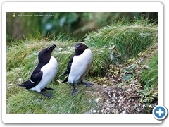 RazorBill001