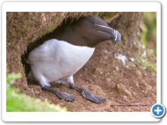 RazorBill002