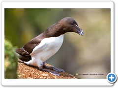 RazorBill003