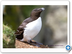 RazorBill004