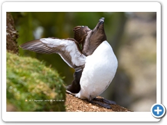 RazorBill005
