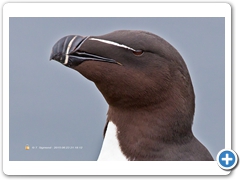 RazorBill006
