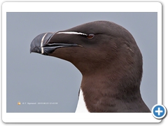 RazorBill007