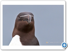 RazorBill009