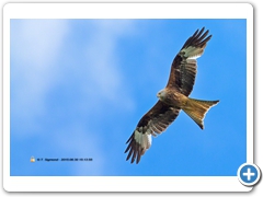 RedKite001