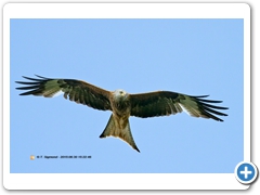 RedKite002
