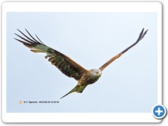 RedKite003