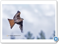 RedKite004