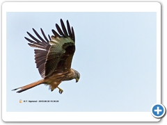 RedKite005