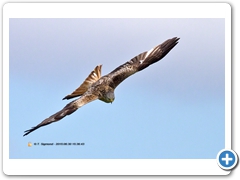 RedKite006