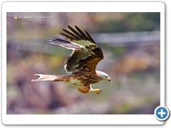 RedKite007