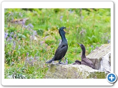 Shag001