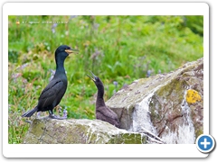 Shag002