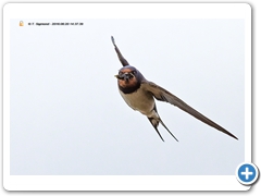 Swallow001
