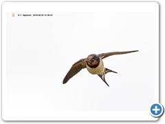 Swallow002