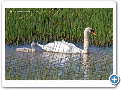 Swan001